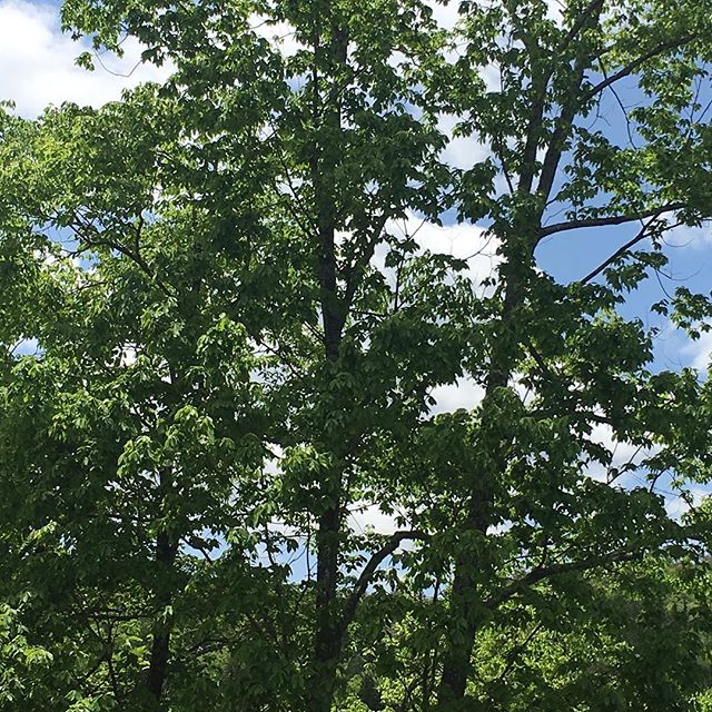 家の前のみどり。かなり包まれてきました。.キャンプ場みたいー。テント張る？張らない！のくり返し。.大阪Meetdishさんでの個展は昨日で終了いたしました。お運びいただきました皆さまどうもありがとうございました！@jojosusumu